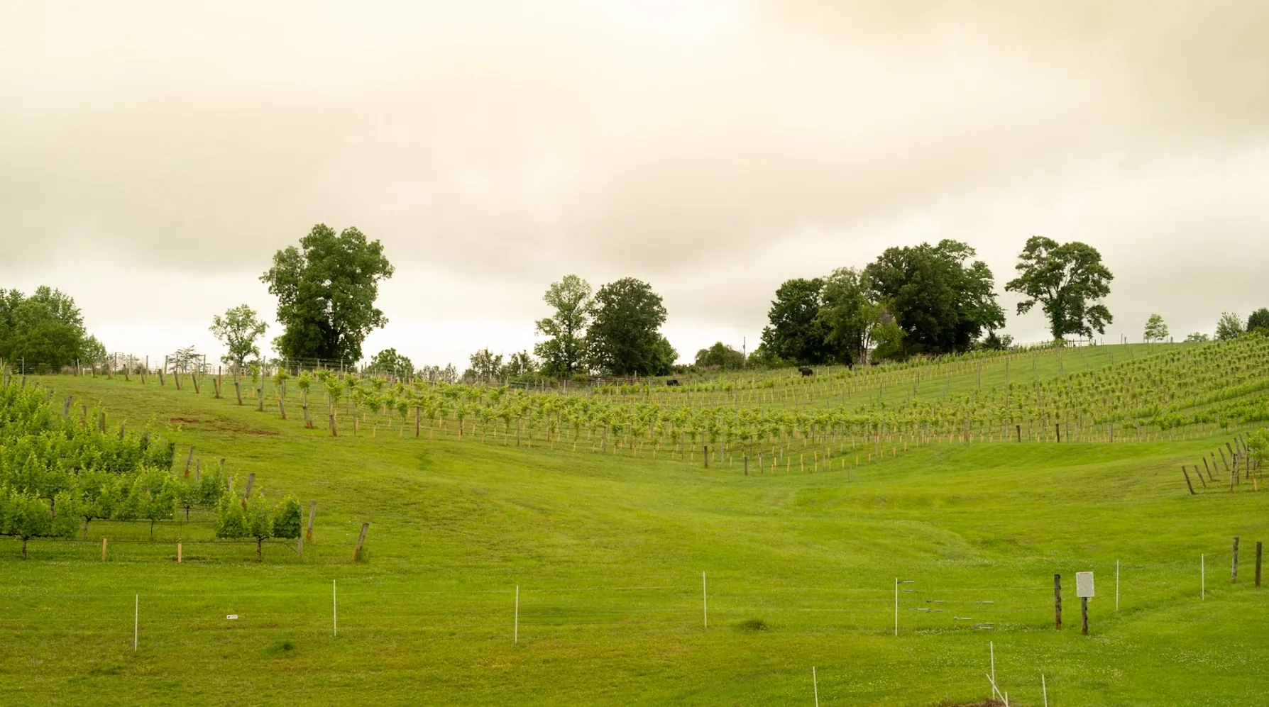 Vineyard rows on a north Georgia hillside